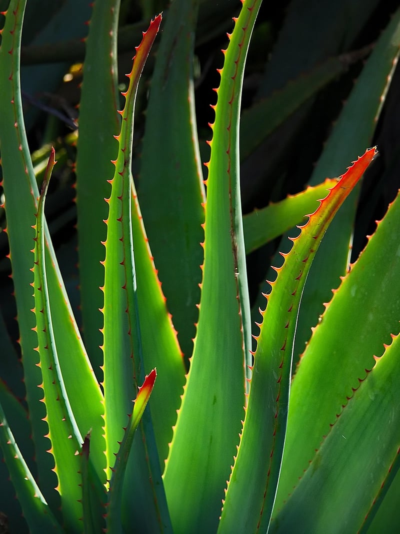 Spiraled Aloe