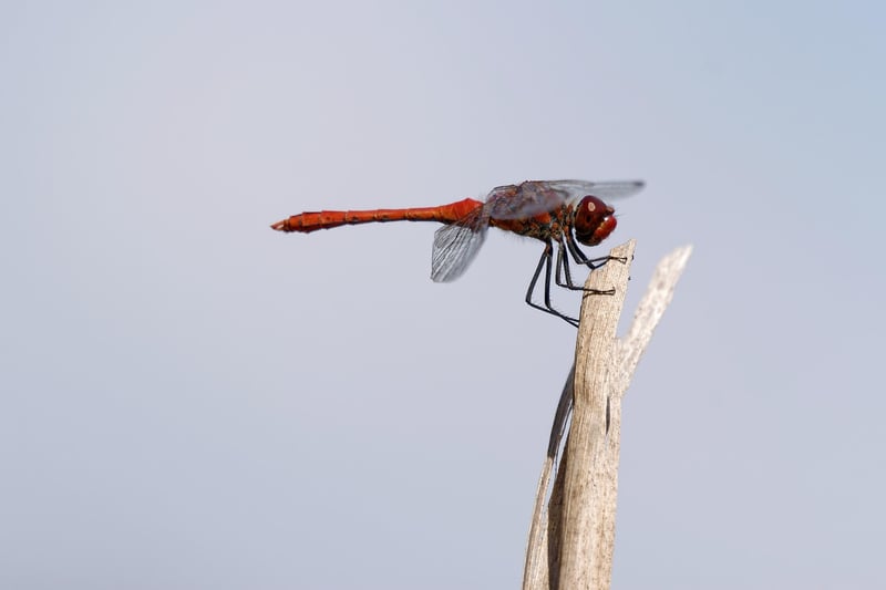 Majestic Dragon
