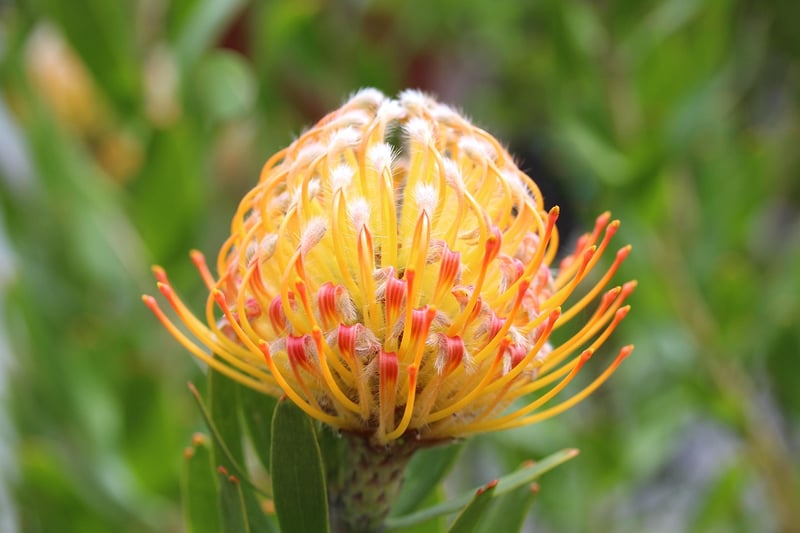 Pincushion Protea